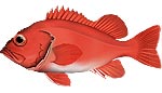 アコウダイ　イラスト