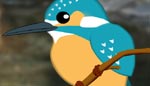 カワセミ