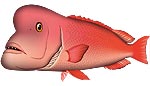 コブダイ　イラスト