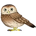 コキンメフクロウ　イラスト