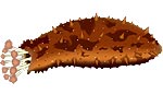 ナマコ　イラスト