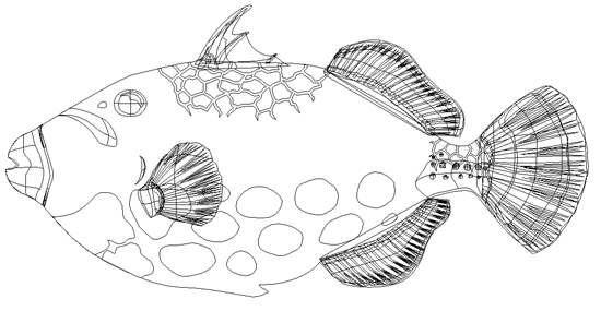モンガラカワハギ　イラスト