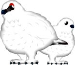 雷鳥　イラスト