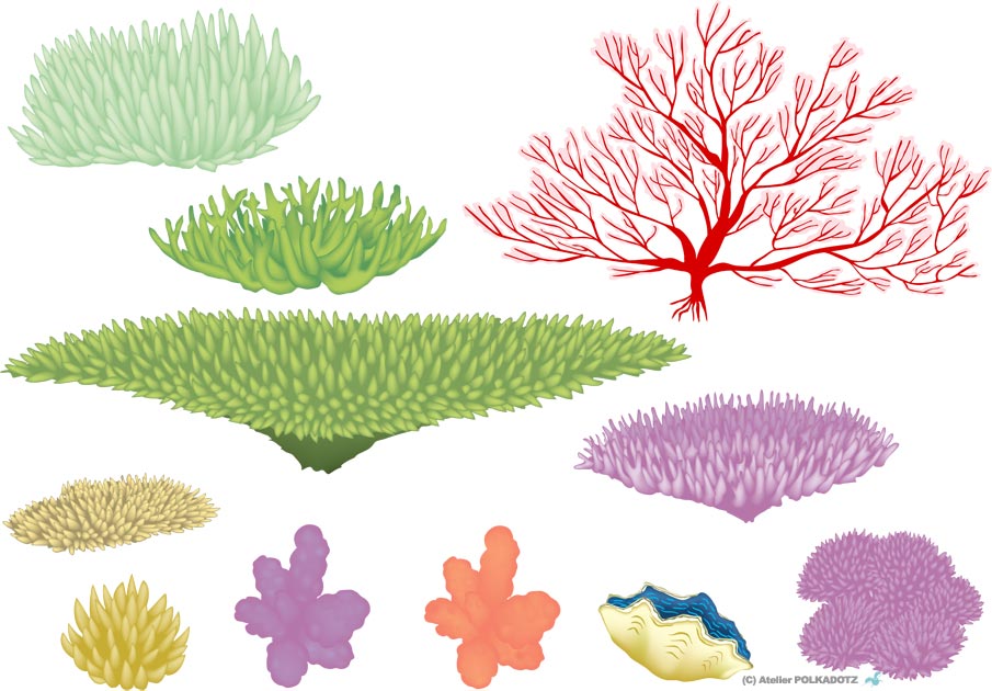 サンゴ イラスト