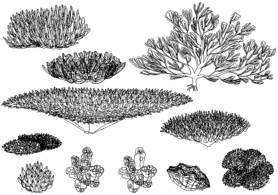 サンゴ イラスト