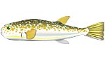 ショウサイフグ　イラスト