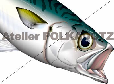 金魚　イラスト